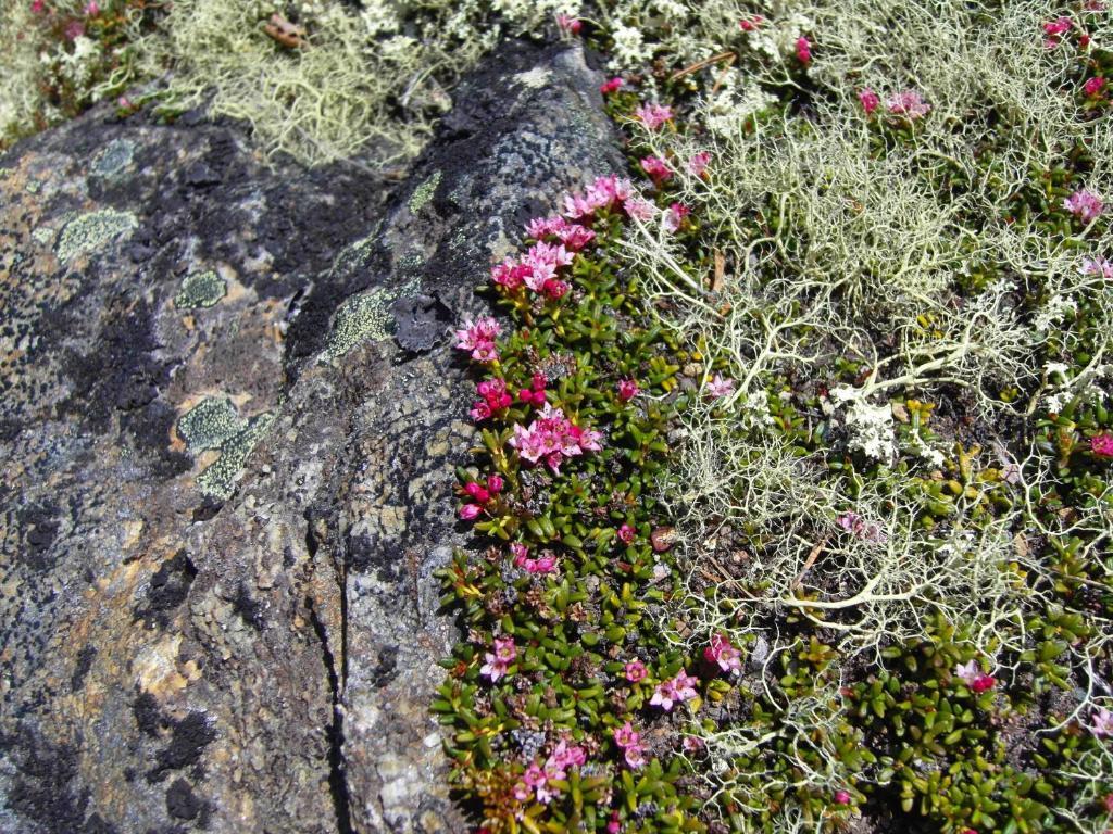 Lokken Fjellgard Villa Folldal Kültér fotó