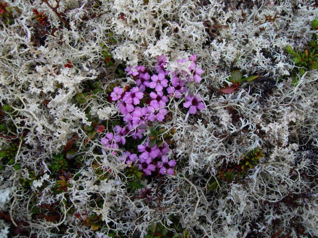 Lokken Fjellgard Villa Folldal Kültér fotó